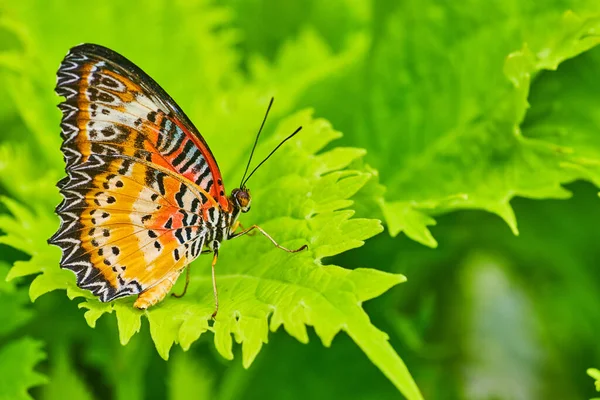 Image Closed Wings Red Lacewing Butterfly Green Leaves — Photo