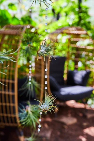 Image Succulent Plants Hanging Two Chairs Background — Fotografia de Stock