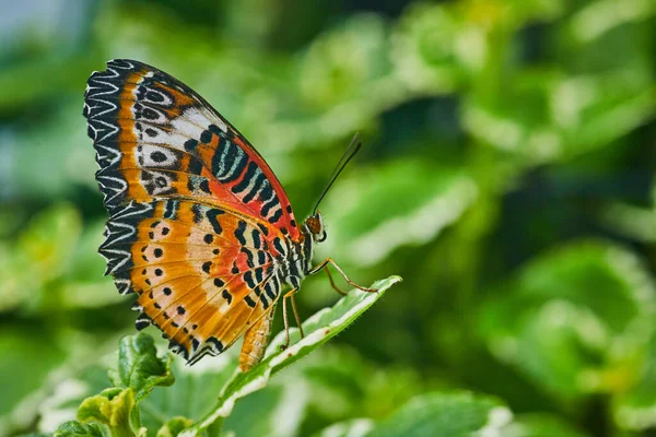 Image Close Red Lacewing Butterfly Closed Wings — Photo