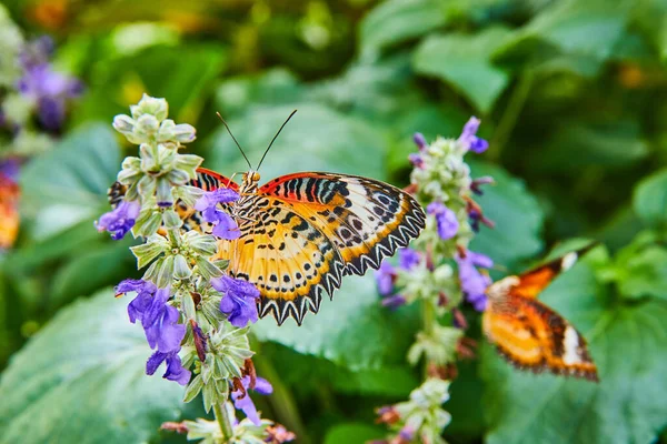Image Adorable Pair Red Lacewing Butterflies Purple Flowers — Stok fotoğraf