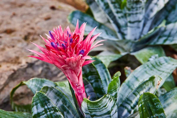 Image Vibrant Pink Purple Flower Plant — 스톡 사진