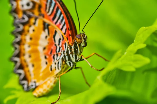 Image Macro Face Red Lacewing Butterfly Green Leaves — Photo