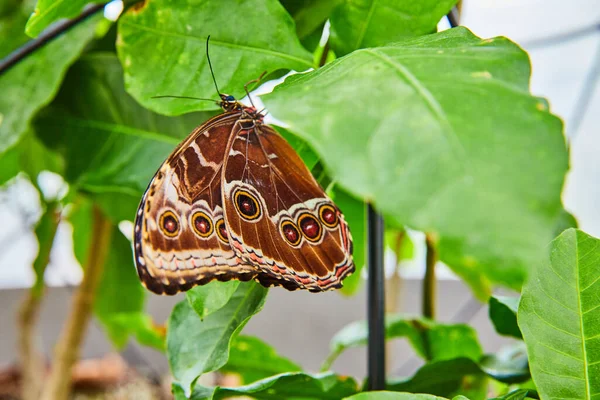 Image Stunning Owl Butterfly Brown Spots — Photo