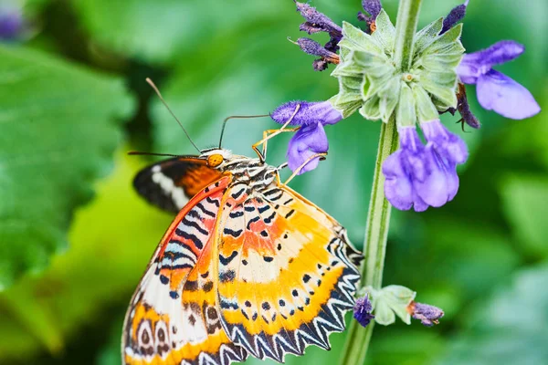 Image Detail Red Lacewing Butterfly Feeding Purple Flowers — Photo