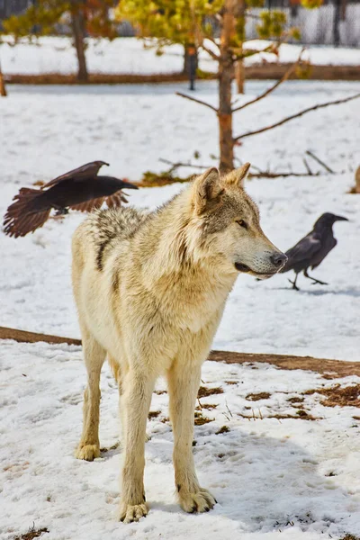 Image White Wolf Snow Park Black Crows — Fotografia de Stock