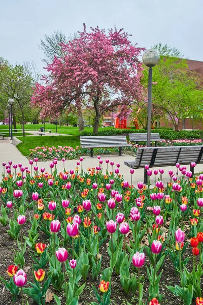 Image Vibrant Pink Red Spring Tulip Garden Indiana Park — Stock fotografie