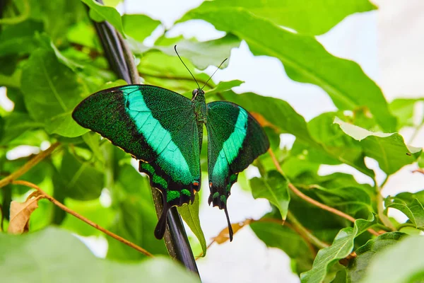 Image of Vibrant green Banded Peacock butterfly with open wings
