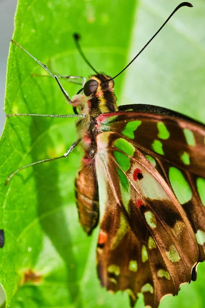 Image Detail Stunning Brown Butterfly Green Spots — Fotografia de Stock