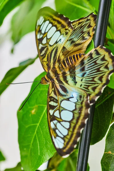 Image Brown Clipper Butterfly Perched Pole Green Leaves — Photo