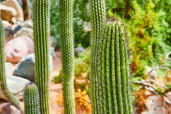 Image of Detail of large traditional cactus covered in spikes with desert plants in background