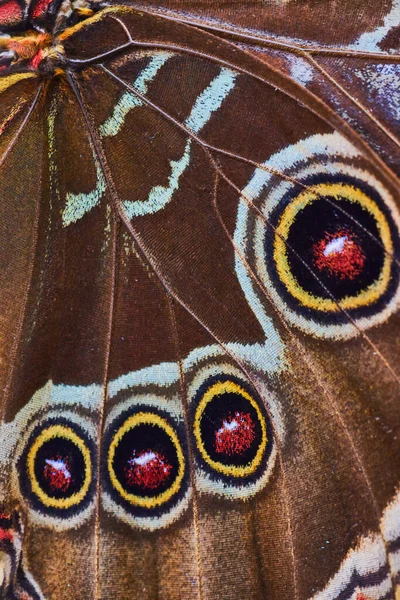 Image Detail Wings Owl Butterfly — Stok fotoğraf