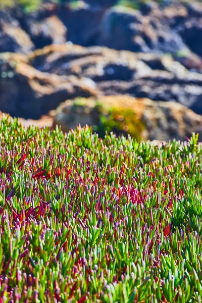 Image Vibrant Spring Field Purple Green Next Rocky Coast — ストック写真
