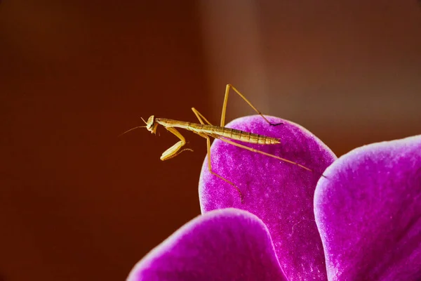 Imagem Bebê Minúsculo Rezar Mantis Descansando Sobre Pétalas Orquídea Rosa — Fotografia de Stock