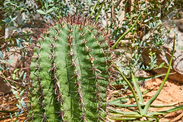 Image Detail Large Cactus Surrounded Variety Cactus Plants — Stock Photo, Image