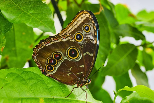 Image Detail Iconic Owl Butterfly Green Leaves — Photo