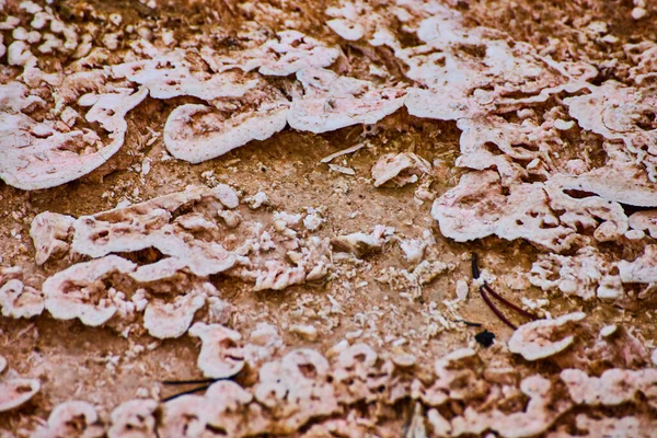 Image Yellowstone Macro Detail Acidic Formations Water —  Fotos de Stock