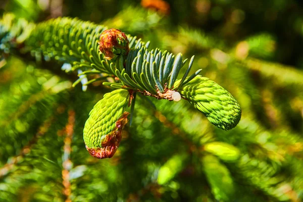 Image Young Pinecones Growing Branch Early Vibrant Spring — Stock Photo, Image