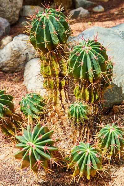 Image Detail Small Cactus Spikes Surrounded Rocks — Stock Photo, Image