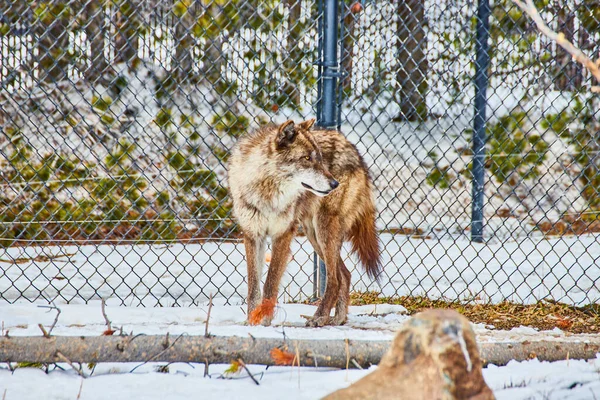 Image Wolf Exploring Fenced Area Covered Snow — Fotografia de Stock