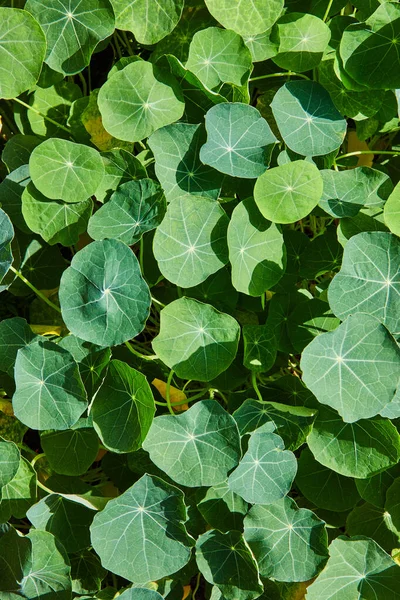 Image Detail Texture Green Leaves — Stock fotografie