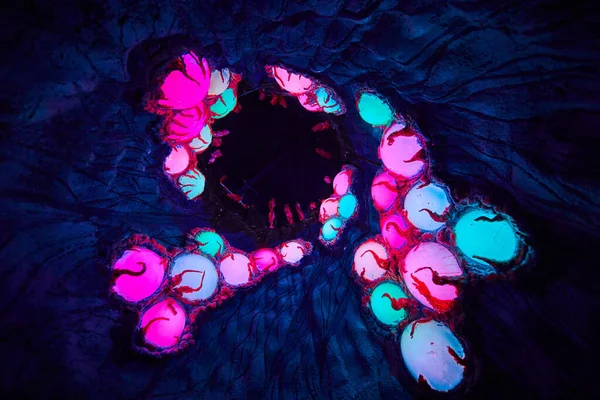 Image Tree Unusual Glowing Orbs Art Gallery — 스톡 사진