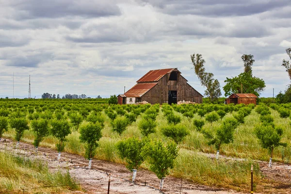 Image Vibrant Green Fruit Trees Growing Farm Old Red Farmhouse — Stockfoto