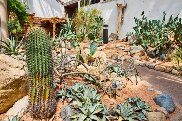 Image Greenhouse Filled Cactus Plants Walking Paths — 스톡 사진