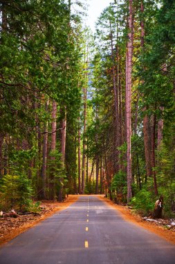 Image of Vertical of beautiful pine tree forest with paved road down center