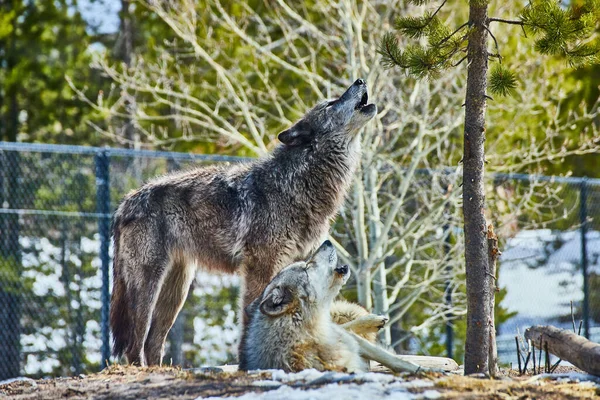 Image Two Wolves Park Rocks Howling Together — Foto de Stock