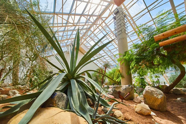 Image Desert Plants Greenhouse Glass Roof — 스톡 사진
