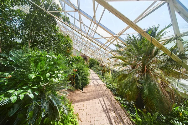 Image Walking Path Rainforest Greenhouse Glass Roof — 스톡 사진