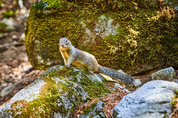 Image Yosemite Ground Squirrel Mossy Rocks — Stockfoto