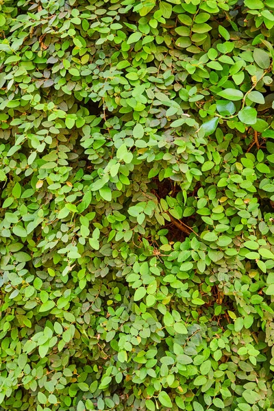 Image Wall Green Leaves Growing Spring — ストック写真