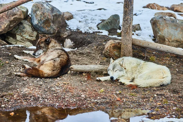 Image Two Wolves Taking Nap Grounds Snow — Fotografia de Stock