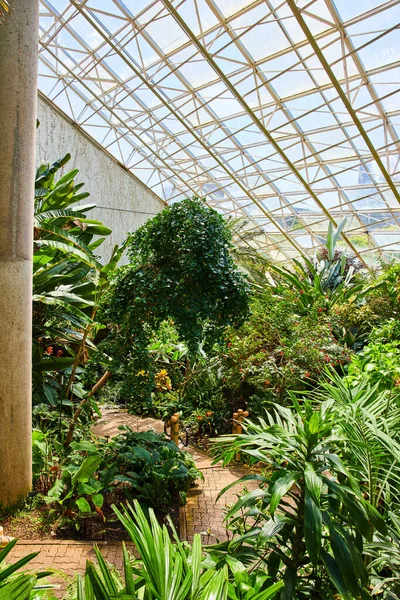 Image Greenhouse Walking Path Rain Forest Glass Ceiling — Zdjęcie stockowe
