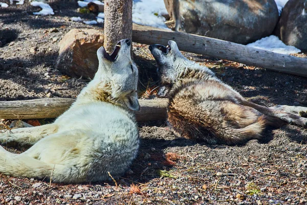 Image Two Wolves Laying Howling — Fotografia de Stock