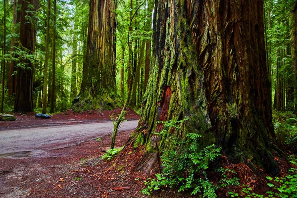 Obrázek Pohled Vedle Obřího Stromu Redwood Štěrkové Cestě — Stock fotografie