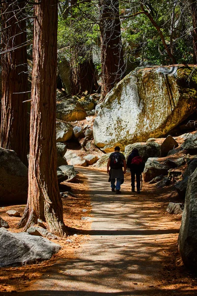 Image Two Hikers Walking Paved Path Pine Tree Forest Giant —  Fotos de Stock