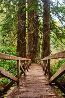 Image of Wooden boardwalk bridge with Redwood trees growing through path