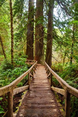 Image of Wood bridge leading to Redwood trees in forest
