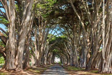 Batı kıyısındaki Cypress Ağacı Tüneli 'nden Görüntü Görüntüsü
