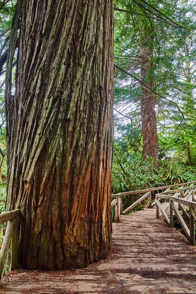 Image Wooden Walking Bridge Has Large Redwood Tree Cut — Stock fotografie