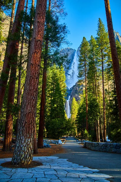 Image of Walking path lined with pine trees leads to frosty Yosemite Falls in early spring