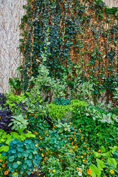 Afbeelding Van Cement Muur Met Tuinen Klimop Bedekkingsgebied — Stockfoto