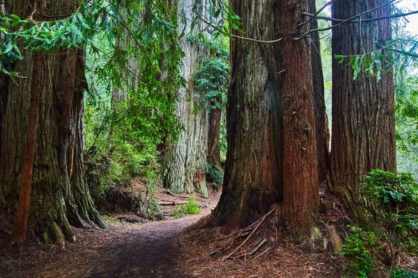 Kaliforniya Daki Büyük Sekoya Ağaçlarının Etrafını Saran Sarmal Yol Görüntüsü — Stok fotoğraf