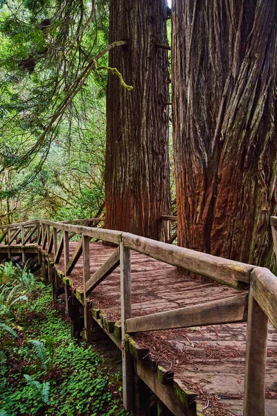 Obrázek Chodícího Mostu Redwoodu Stromy Vyřezávanými Dřevěné Stezky — Stock fotografie
