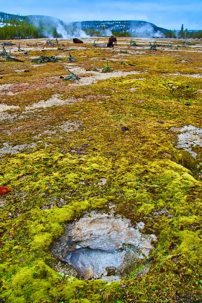 Image Yellowstone Biscuit Basin Thermal Features Winter Bison Distance — 图库照片