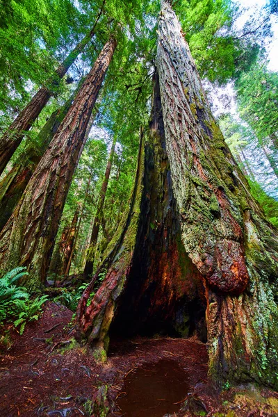 Image View Looking Ancient Hollowed Out Redwood Tree California — Stock fotografie