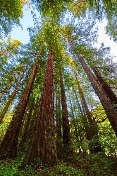 Obrázek Svislé Plochy Velkého Sekvoje Obřími Kmeny Stromů — Stock fotografie