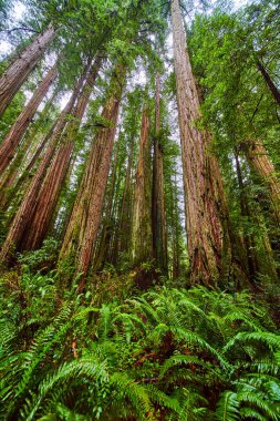 Eğreltiotlarıyla çevrili Sekoya ağaçlarına bakan görüntü